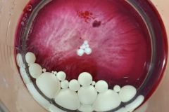 9aba84e4-290a-4652-b465-78f60f05d72f